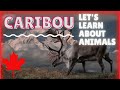 Learn about caribou educational  esl listening lesson  iconic canadian animals reindeer