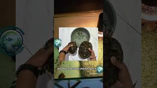 BAYI MULAI MAKAN PELET