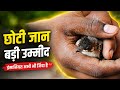 shivraj nagar colony uttar pradesh | recording phone | colony Mein bird blogs video | new clip