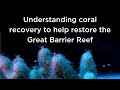 Understanding coral recovery to help restore the Great Barrier Reef (Short version)