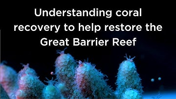 Understanding coral recovery to help restore the Great Barrier Reef (Short version)