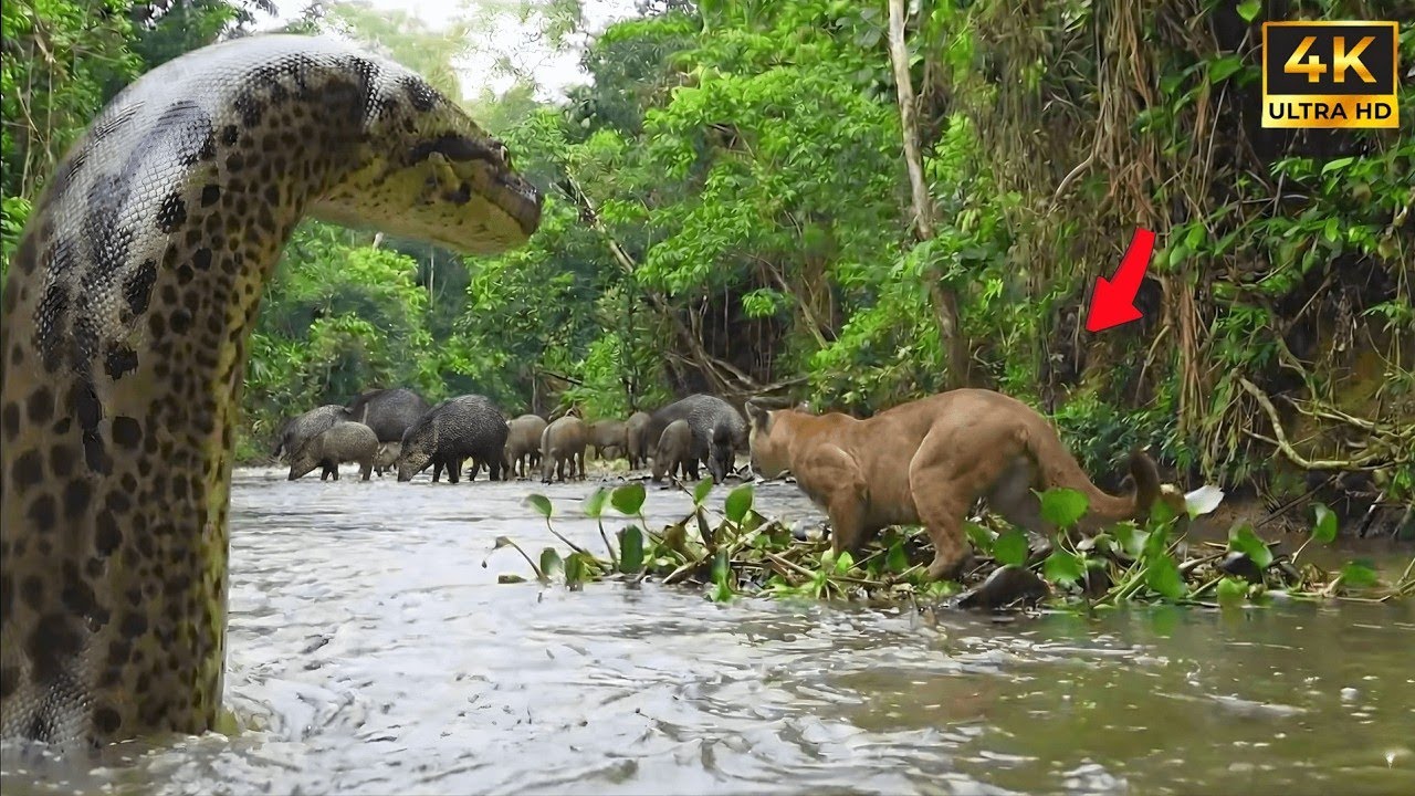 Wild Life Amazon Jungle – When the Hunter Becomes the Hunted - YouTube