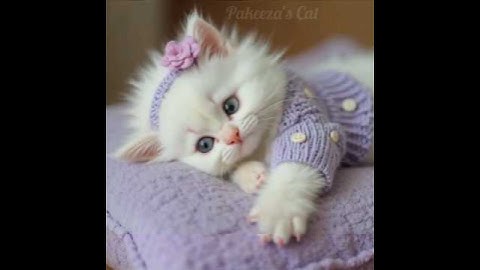 Cutest cat trying to talk with mom😍❤️#ai #cat #cute #funny #catlovers #talkingcat #lipsync #kitten