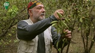 Oro Verde - Camu Camu