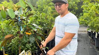 #28 Mua cây tại vườn Tampa tropical asian nursery…quá vui khi mua được cây vã(vả) rẻ bất ngờ