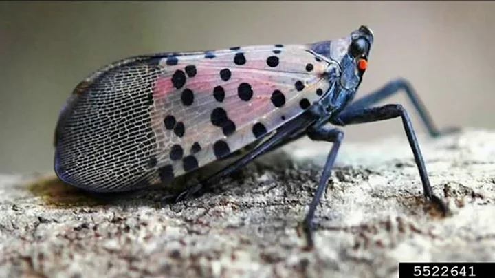 8 New Jersey counties 'under quarantine' for spotted lanternfly