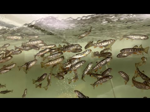 Students at the Janus School raise and release over 100 rainbow trout