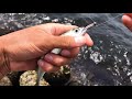 テトラ帯から釣れた小サバを泳がせると‥一発で大物釣れた。