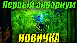 Для новичков в аквариумистике! Запуск первого аквариума!