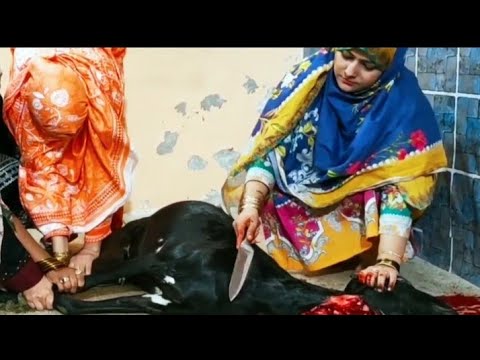 women slaughter goat