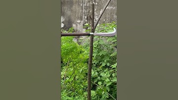 Tôi làm con dao quắm phát rẫy bằng thép vòng bi máy bay sắc nét đáng kinh ngạc