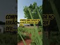 Comprei uma fazenda abandonada de Leilão #fs25roleplay #farmingsimulator25 #fs25 #fazendaabandonada