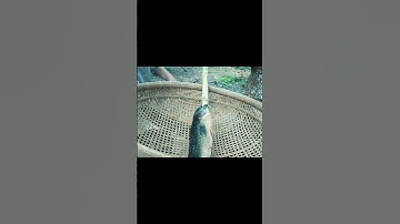 Bắt cá rô nướng lá chuối #shorts