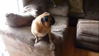 Funny whining Pug!!!