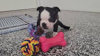Cute Boston Terrier Playing by D G 230 views 3 months ago 1 minute, 4 seconds