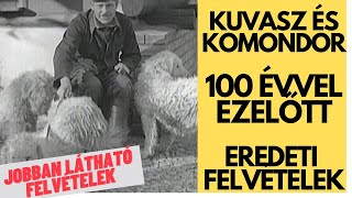 KUVASZ ÉS KOMONDOR  100 évvel ezelőtt! Javított felvétel!!!