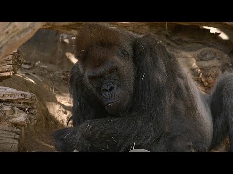 Los gorilas del zoológico de San Diego están enfermos de COVID-19