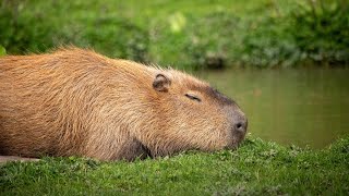 Religion classified the capybara; a large rat to be a fish, so Venezuelans could eat it during lent.