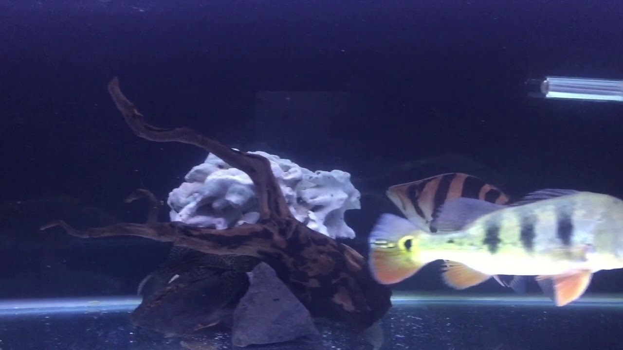  Arowana Tank Mates  YouTube