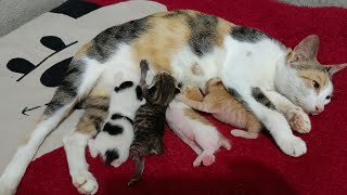 cute kitten aged 3 days is drinking its mother's milk