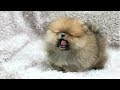 PUPPIES BARKING - Cute Puppy Barking Videos Compilation || DOGS BARKING VIDEOS