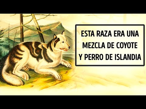 Video: Quiz: ¿Cuán bien conoces la historia de la comida para perros?