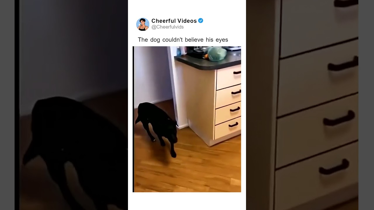 The dog couldn't believe his eyes