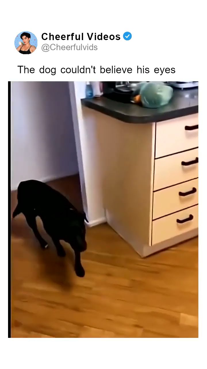 The dog couldn't believe his eyes