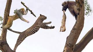 Omg! Baboons Kidnap A Leopard Cub, Mother Leopard Rushes To Attack Takes Revenge On The Baboons