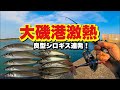 大磯港でシロギス爆釣！ちょい投げで狙う良型サイズ【釣り初心者必見】