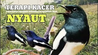 kacer gacor NGEPLONG tarung ini paling ampuh buat PANCINGAN KACER agar EMOSI