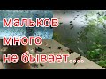 Красивые мальки, и очень хороший рост мальков