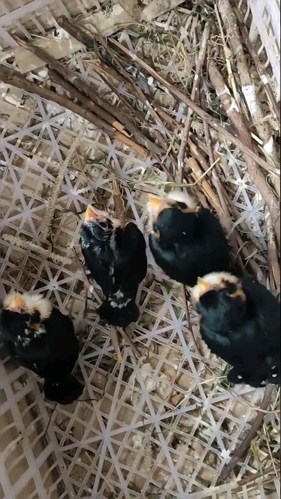 Anakan Alap-Alap Capung, Burung Predator Terkecil!!!#shorts