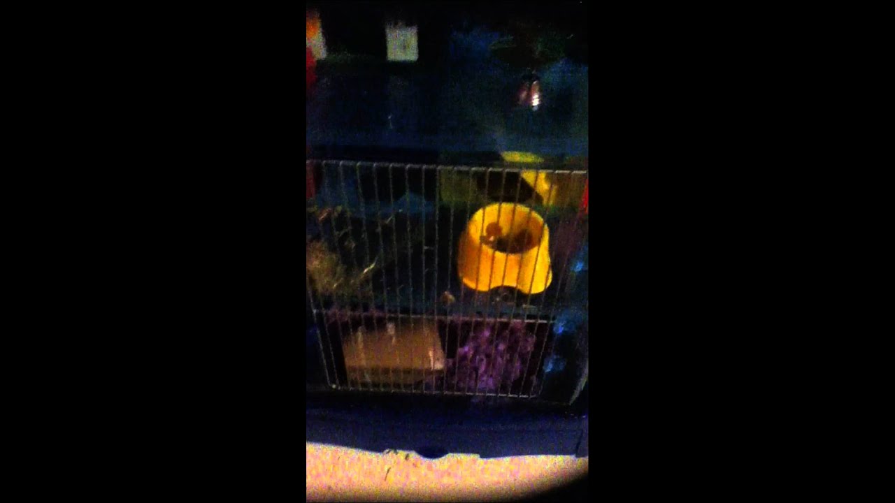 hammieworldrox488's 1,000 subscriber contest