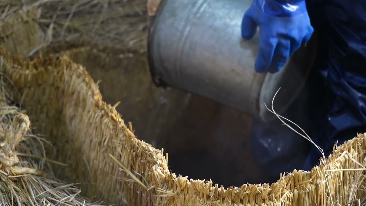 正藍冷染 藍伏の様子