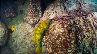 How does a fat greenling protect its offspring? | CCTV English