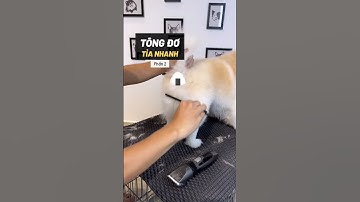 Tông đơ tỉa lông chó nhanh phần 2 #bossdog #petshop #pets #dog