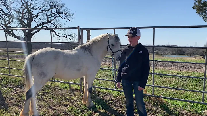 Rafter L Ranch Ponies