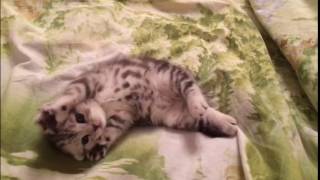 Scottish Fold Marble Kitten by Adorable Stars Kittens 424 views 7 years ago 13 seconds