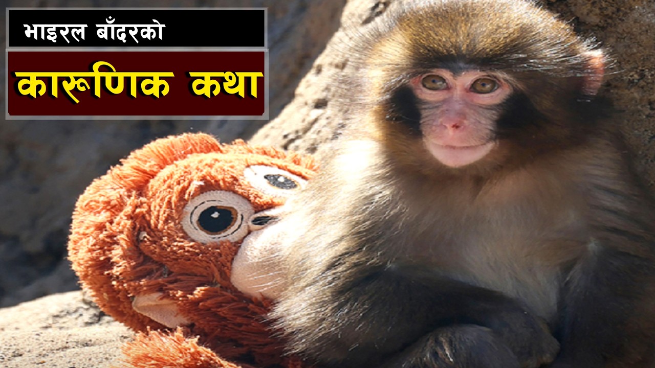 भाइरल बाँदरको कारूणिक कथा || Punch: The Monkey That Melted Millions of Hearts