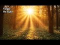 Dusk in the Forest - Spring Ambient Piano - Relaxing (Long Mix)