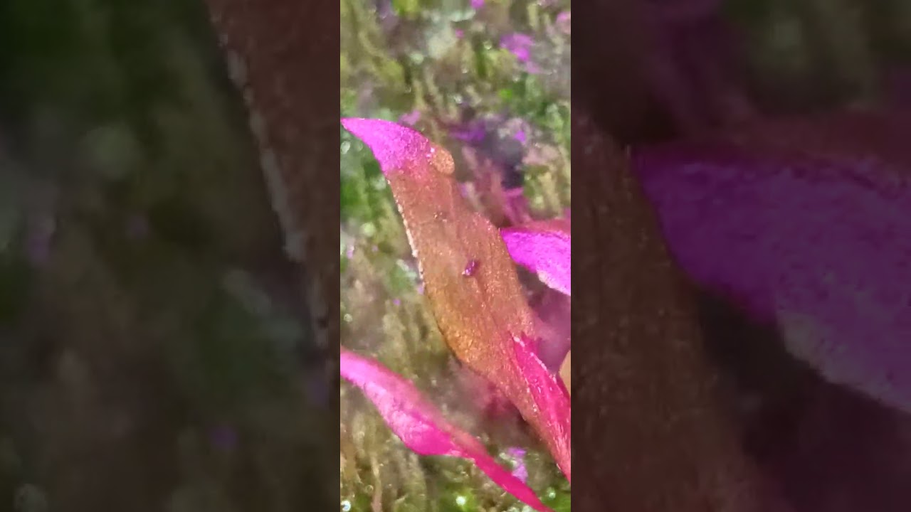 Un gran ecosistema en el cubo hermético 🐜🦗☘️🌿 diferentes especies de microfauna 🙂🙂🙂