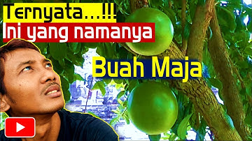 Buah Maja, asal mula nama kerajaan Majapahit