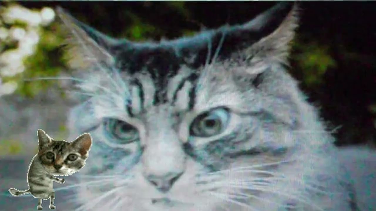 MEEOOWW!!! my winter car cat phone call