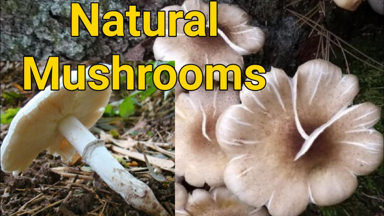 Naturally Grown Mushrooms In the Monsoon Mountain Mushrooms Kerala