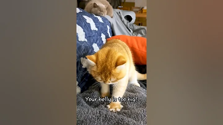 Video 5912201: british shorthair, kitten massage, best kitten