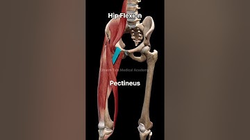 Hip Flexion | Muscle | Movement #anatomy #3danimation #science