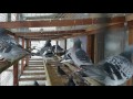 Racing pigeons 2017-01-04