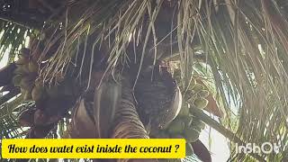 How does water exist inside the coconut ? Chemistry behind this process ?