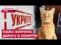 ДИВОВИЖНО! Кішка Руда з Одеси ЗНАЄ ШЛЯХ ДО УКРИТТЯ!